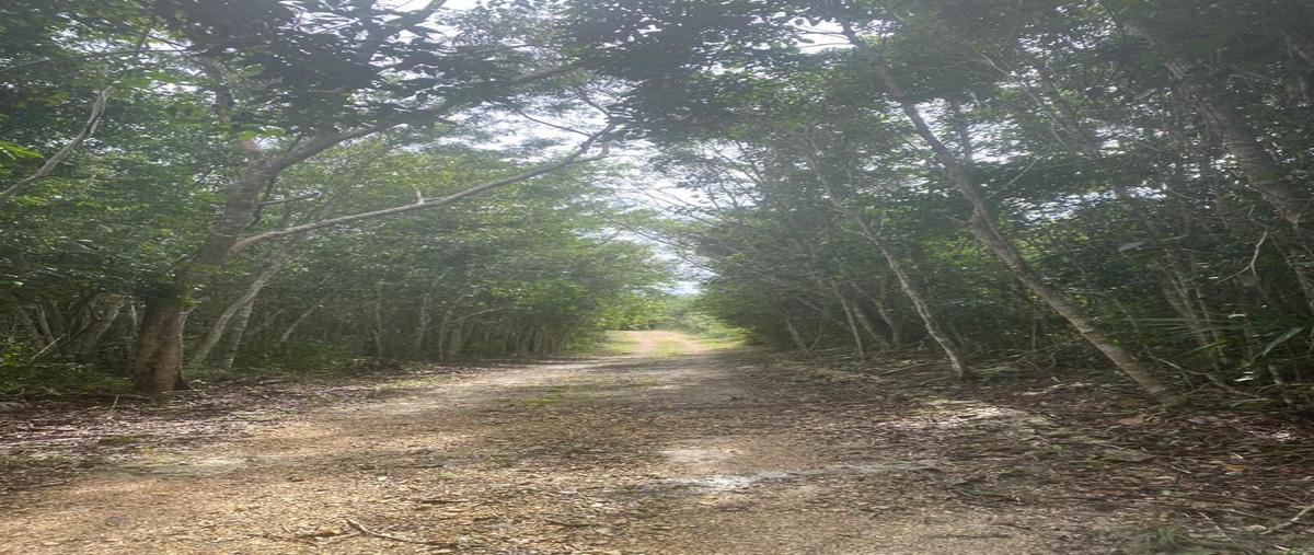 Foto de terreno habitacional en venta en macario gómez , macario gómez, tulum, quintana roo, 28172449 No. 05