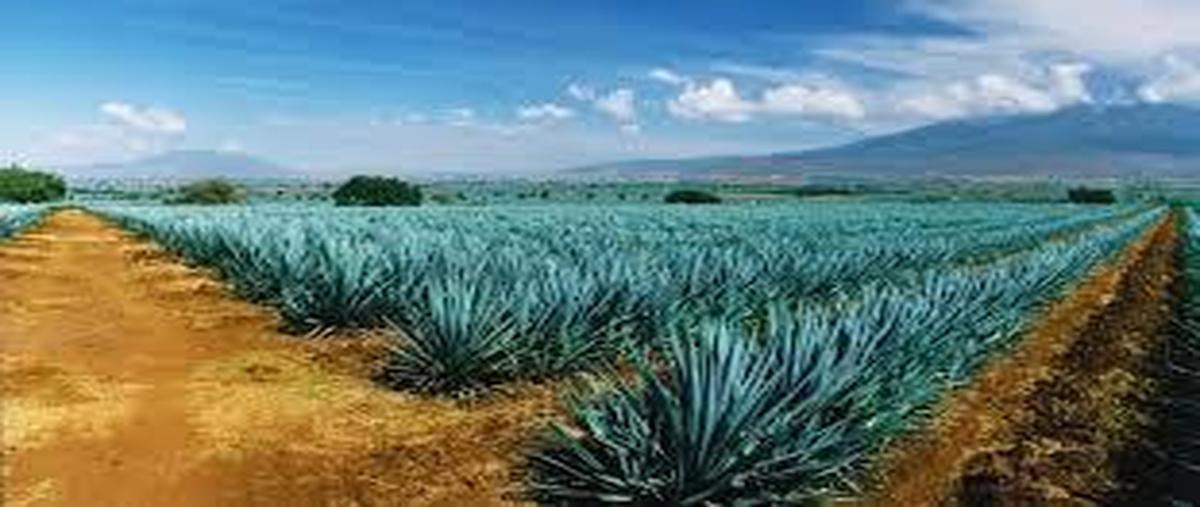 Foto de terreno habitacional en venta en  , magdalena centro, magdalena, jalisco, 0 No. 04