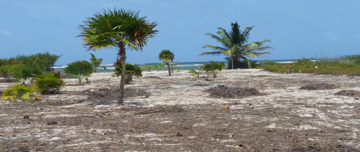 Foto de terreno habitacional en venta en  , mahahual, othón p. blanco, quintana roo, 0 No. 04