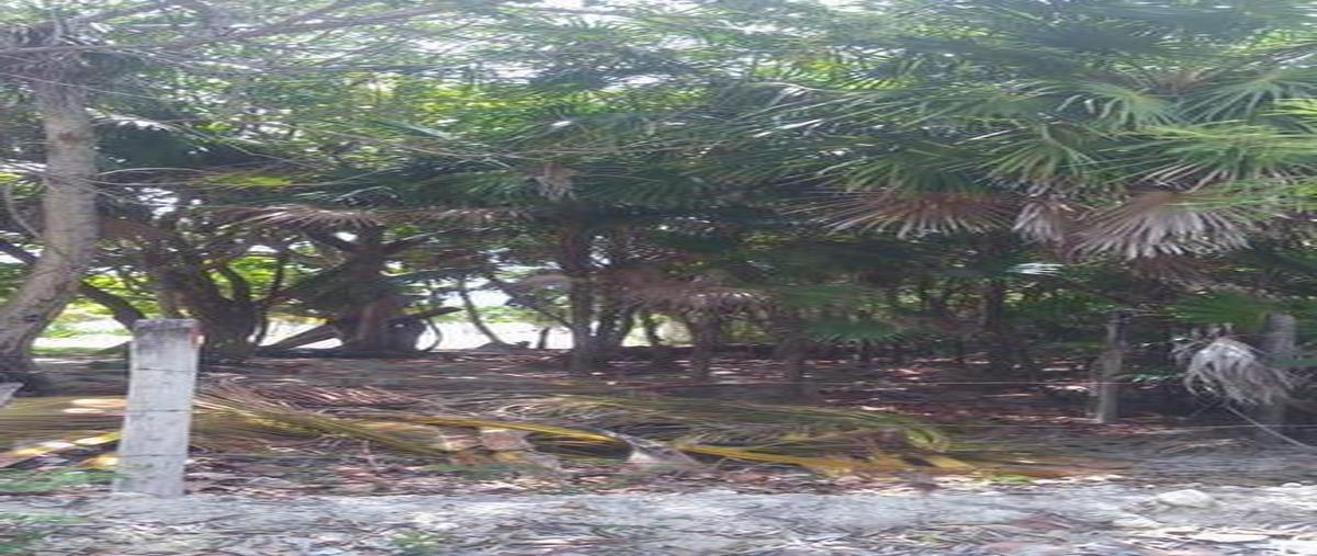 Foto de terreno habitacional en venta en  , mahahual, othón p. blanco, quintana roo, 30889653 No. 05