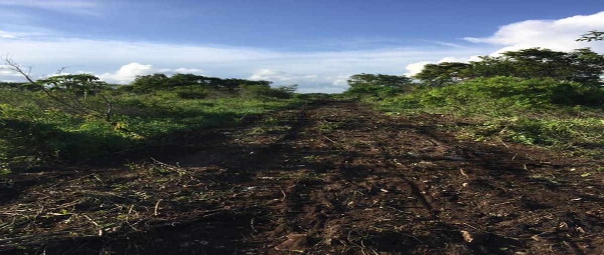 Foto de rancho en venta en  , mahahual, othón p. blanco, quintana roo, 0 No. 05
