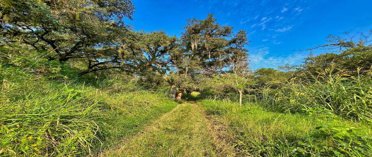 Foto de terreno habitacional en venta en  , mahuixtlan, coatepec, veracruz de ignacio de la llave, 0 No. 03
