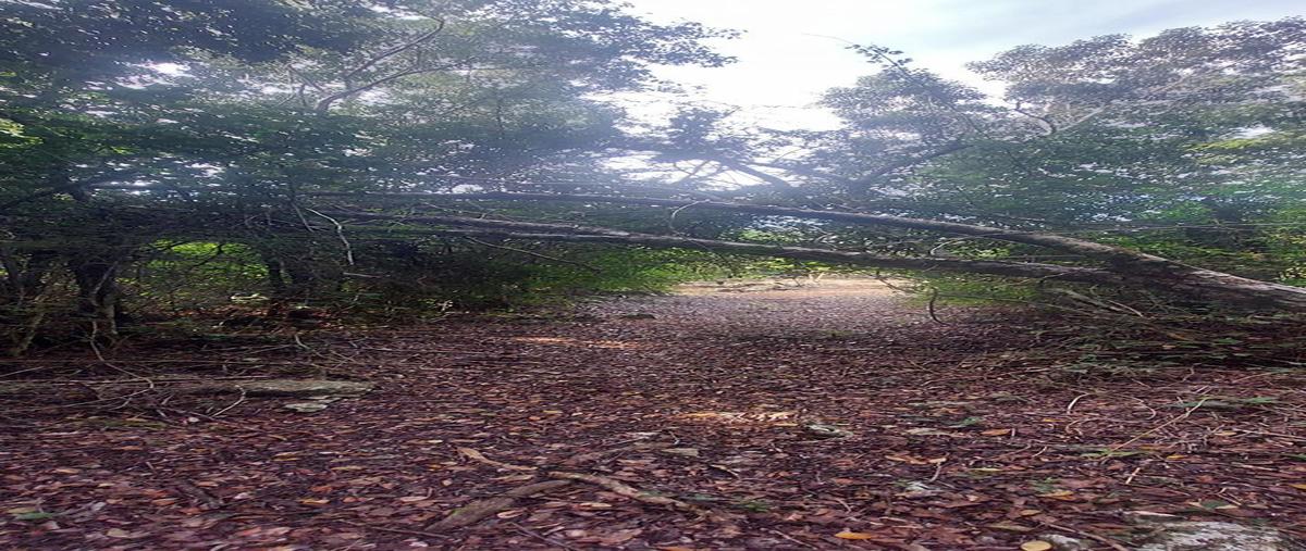 Foto de terreno habitacional en , manuel antonio ay, tulum, quintana roo, 0 foto 04 Foto de terreno habitacional en venta en , manuel antonio ay, tulum, quintana roo, 0 No. 04