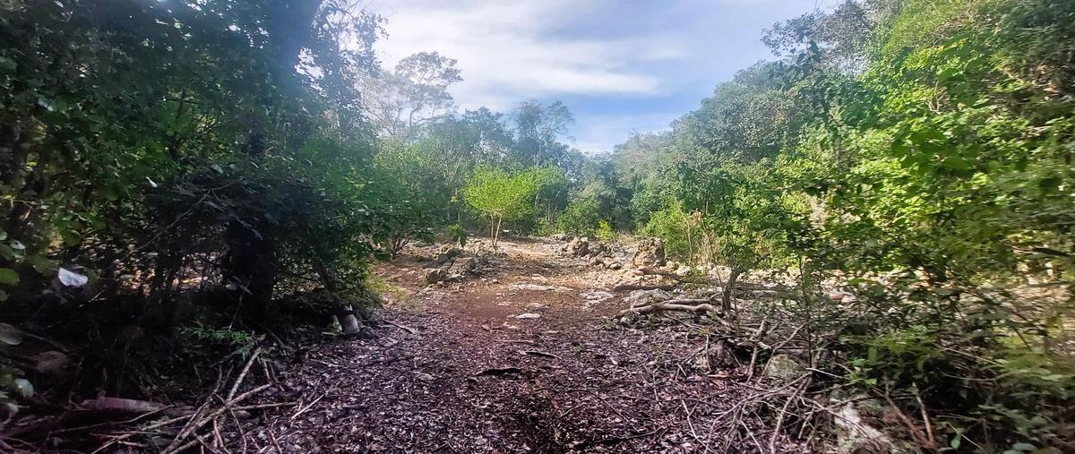 Foto de terreno habitacional en , manuel antonio ay, tulum, quintana roo, 0 foto 05 Foto de terreno habitacional en venta en , manuel antonio ay, tulum, quintana roo, 0 No. 05