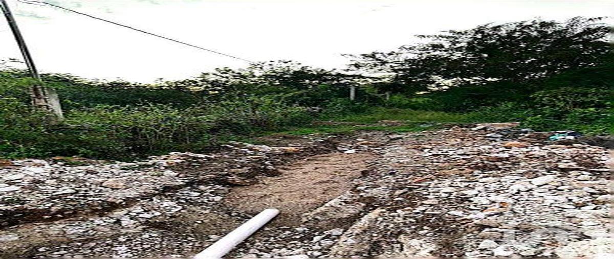 Foto de terreno habitacional en manzana 16 zona uno , centro hunucmá, hunucmá, yucatán, 0 foto 03 Foto de terreno habitacional en venta en manzana 16 zona uno , centro hunucmá, hunucmá, yucatán, 0 No. 03