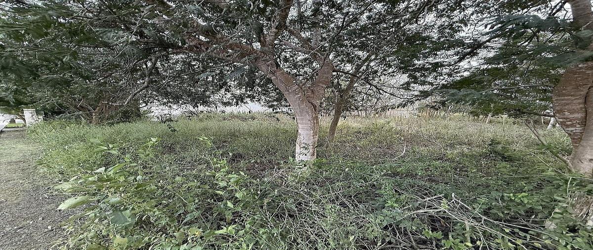 Foto de terreno habitacional en venta en maple , parque central, mérida, yucatán, 0 No. 06