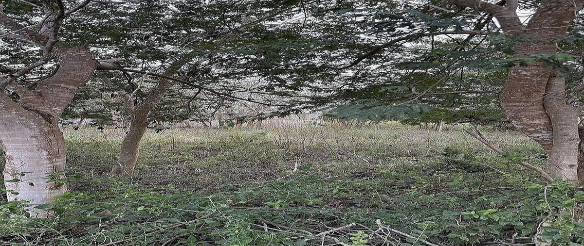 Foto de terreno habitacional en venta en maple , parque central, mérida, yucatán, 0 No. 07