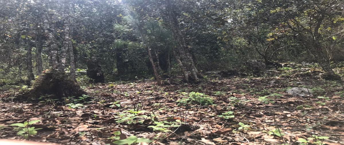 Foto de terreno habitacional en venta en  , maría auxiliadora, san cristóbal de las casas, chiapas, 20415495 No. 04