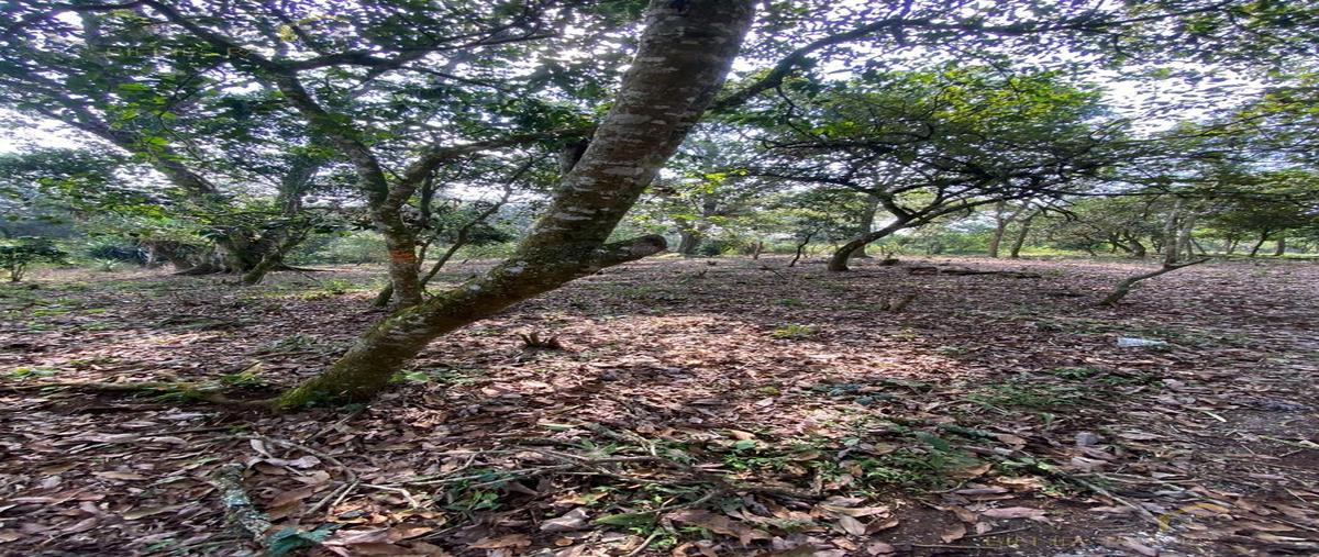 Foto de terreno habitacional en venta en  , mártires de chicago, xalapa, veracruz de ignacio de la llave, 0 No. 05