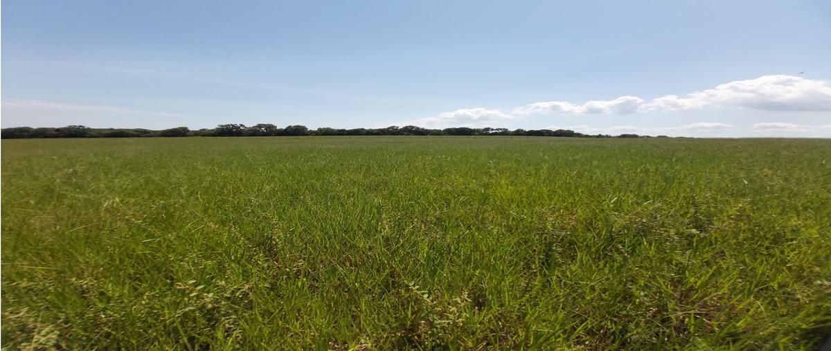 Foto de terreno habitacional en venta en  , mata de pedernales, pueblo viejo, veracruz de ignacio de la llave, 0 No. 03
