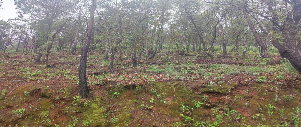 Foto de terreno habitacional en venta en  , mazamitla, mazamitla, jalisco, 25898203 No. 03
