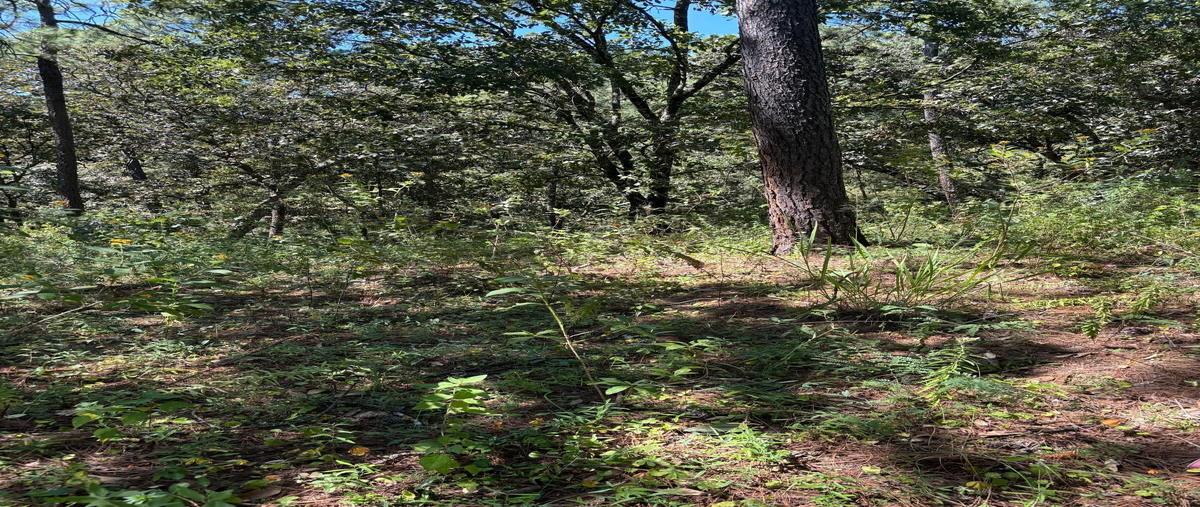 Foto de terreno habitacional en venta en  , mazamitla, mazamitla, jalisco, 0 No. 02
