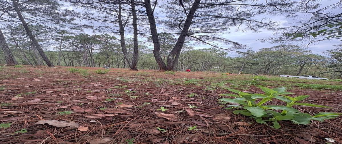 Foto de terreno habitacional en venta en  , mazamitla, mazamitla, jalisco, 0 No. 04