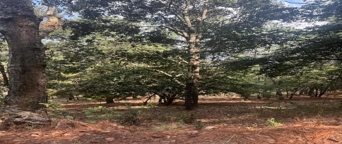 Foto de terreno habitacional en venta en  , mazamitla, mazamitla, jalisco, 0 No. 04