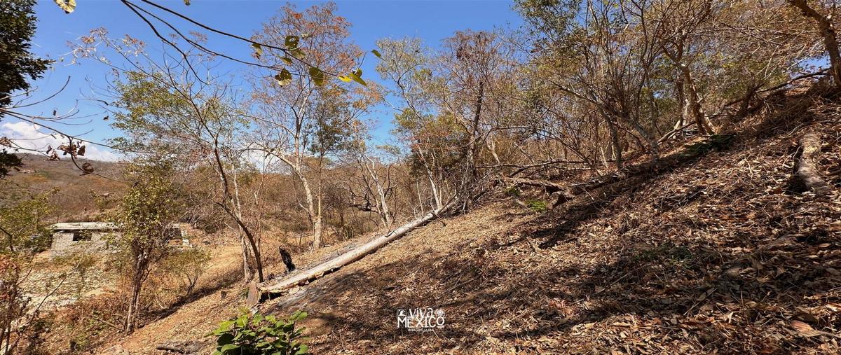 Foto de terreno habitacional en venta en  , mazunte, santa maría tonameca, oaxaca, 0 No. 05