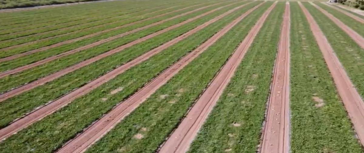 Foto de rancho en venta en  , meoqui, meoqui, chihuahua, 0 No. 05