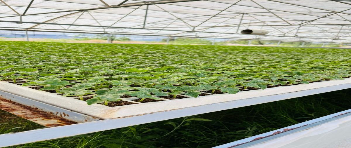 Foto de rancho en venta en  , meoqui, meoqui, chihuahua, 0 No. 04