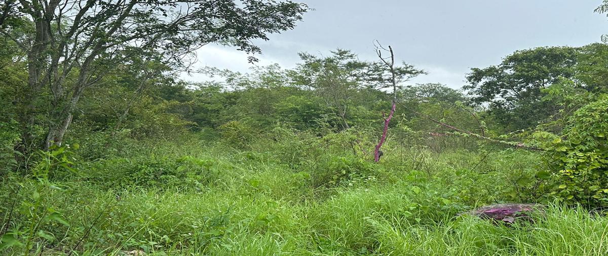 Foto de terreno habitacional en venta en  , mérida, mérida, yucatán, 29934234 No. 05