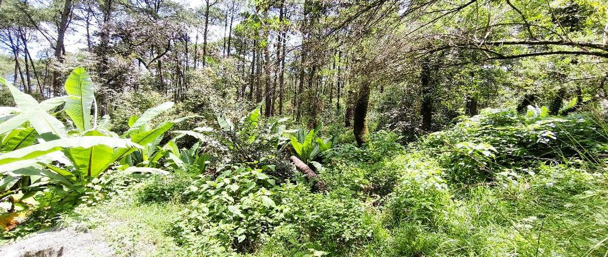 Foto de terreno habitacional en venta en mesa de jaimes , valle de bravo, valle de bravo, méxico, 30190282 No. 03