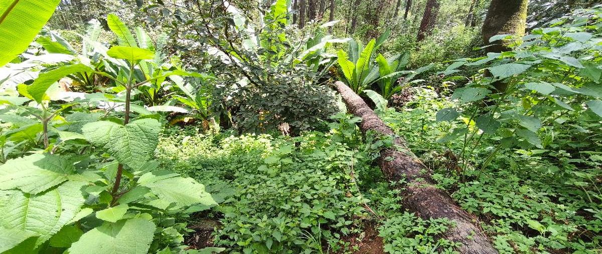 Foto de terreno habitacional en venta en mesa de jaimes , valle de bravo, valle de bravo, méxico, 30190282 No. 04