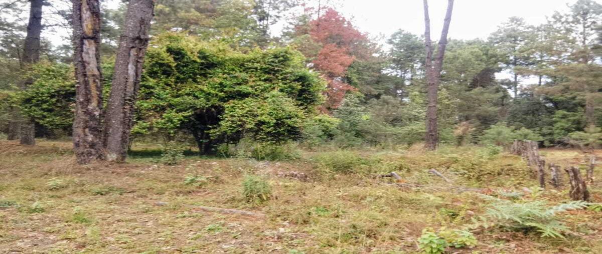 Foto de terreno habitacional en venta en mesa rica , mesa rica, valle de bravo, méxico, 29366255 No. 05