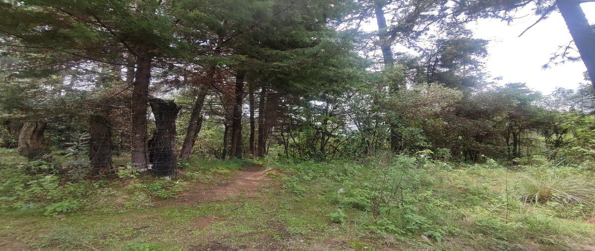 Foto de terreno comercial en venta en  , mesa rica, valle de bravo, méxico, 31092951 No. 05