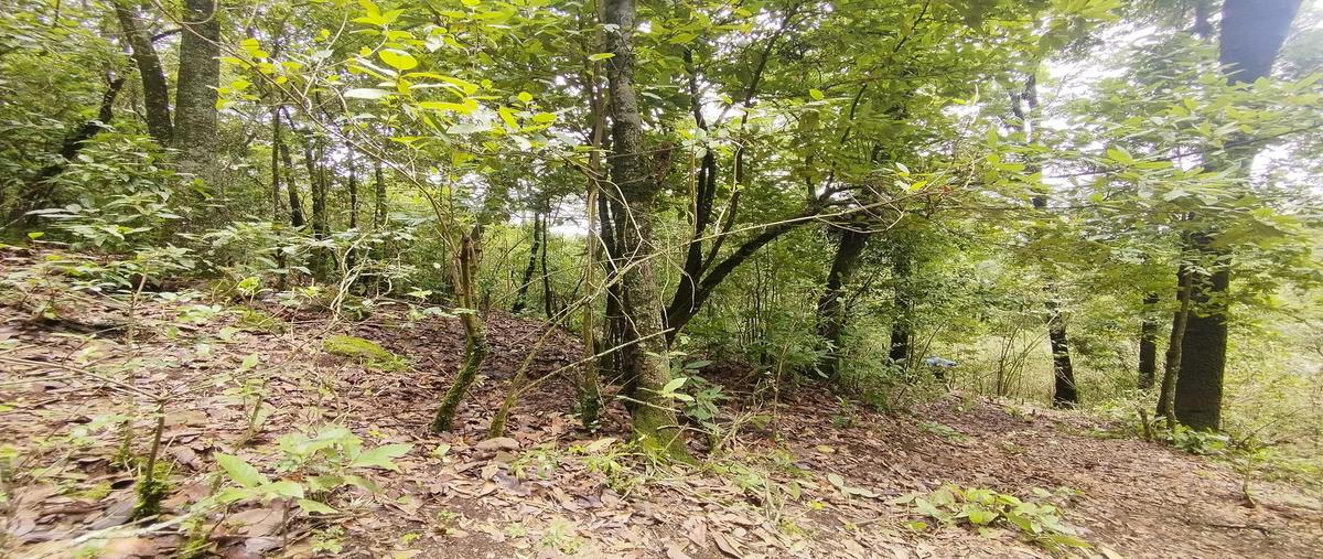 Foto de terreno habitacional en venta en  , mesas de dolores, valle de bravo, méxico, 0 No. 04