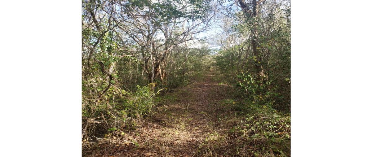 Foto de local en venta en  , méxico norte, mérida, yucatán, 25975187 No. 03