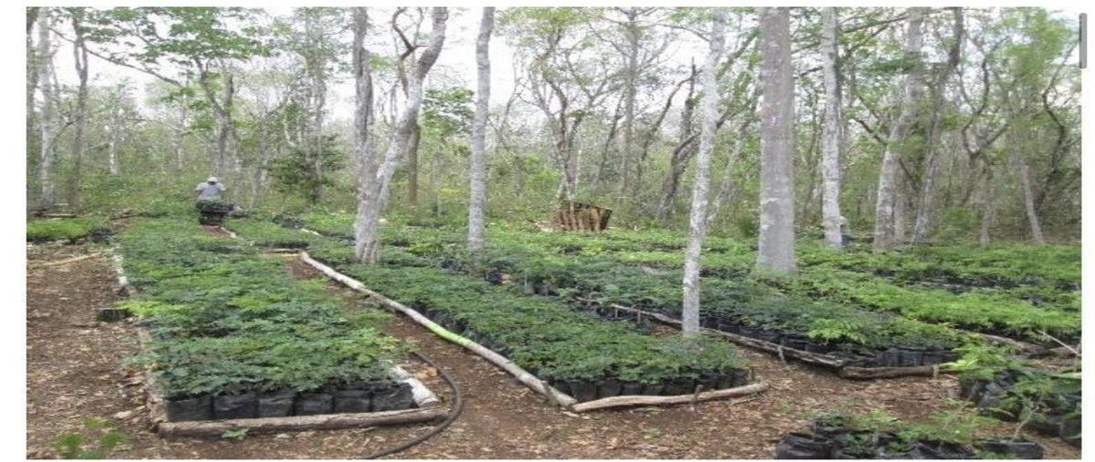 Foto de terreno habitacional en venta en  , méxico primero, tzucacab, yucatán, 0 No. 04