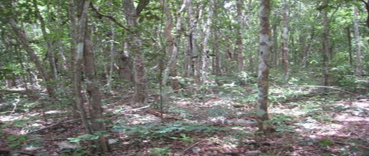 Foto de terreno habitacional en venta en  , méxico primero, tzucacab, yucatán, 0 No. 05