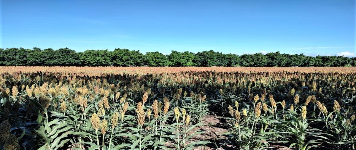 Foto de rancho en venta en  , mexquemeca, yecapixtla, morelos, 25057698 No. 03