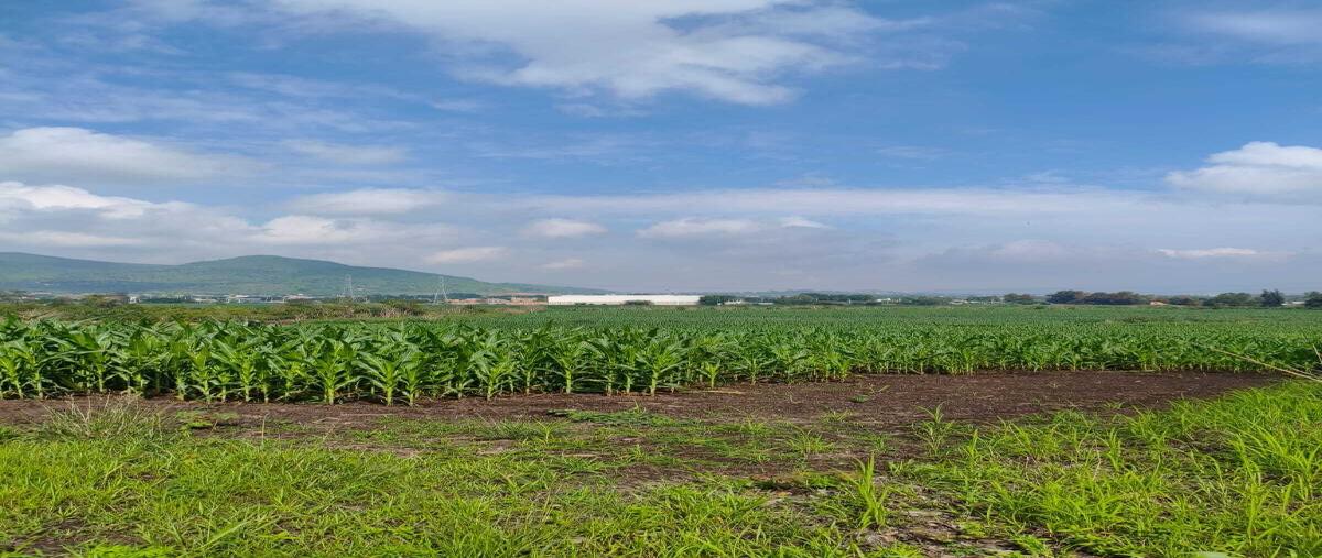 Foto de terreno habitacional en venta en michel gonzalez , san sebastián el grande, tlajomulco de zúñiga, jalisco, 0 No. 01