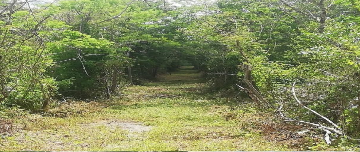 Foto de terreno habitacional en venta en  , motul de carrillo puerto centro, motul, yucatán, 30193828 No. 03