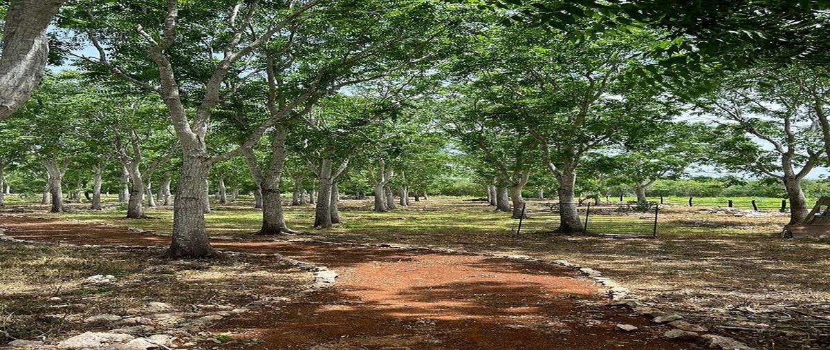 Foto de terreno habitacional en venta en  , motul de carrillo puerto centro, motul, yucatán, 30786325 No. 05