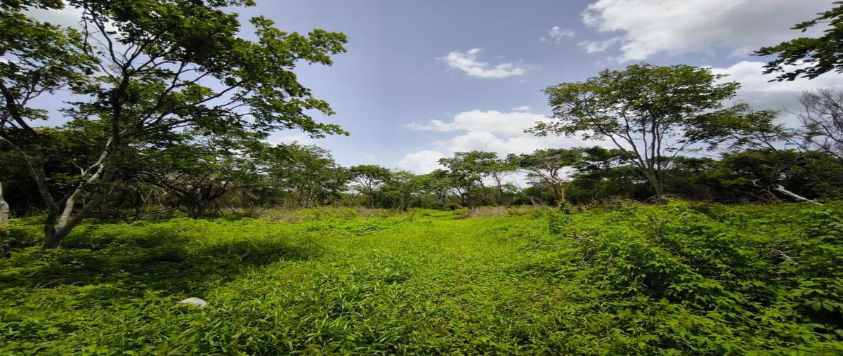 Foto de terreno habitacional en venta en  , motul de carrillo puerto centro, motul, yucatán, 0 No. 03
