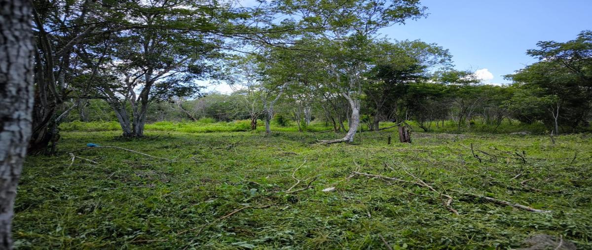 Foto de terreno habitacional en venta en  , motul de carrillo puerto centro, motul, yucatán, 0 No. 05