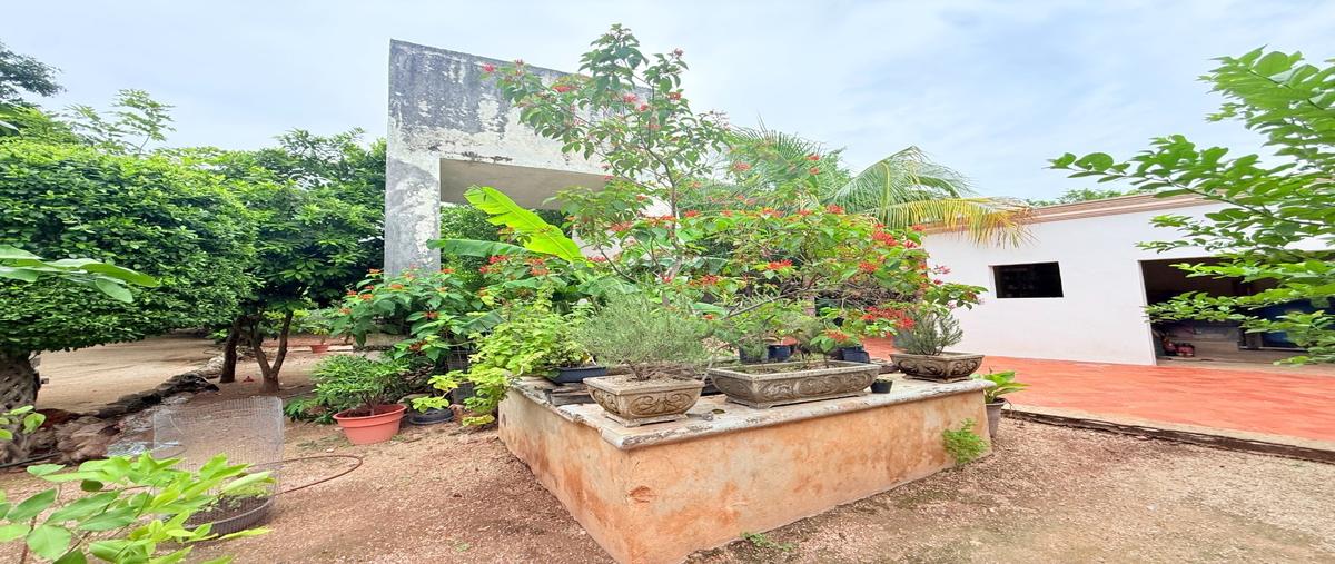 Foto de rancho en venta en  , motul de carrillo puerto centro, motul, yucatán, 0 No. 05