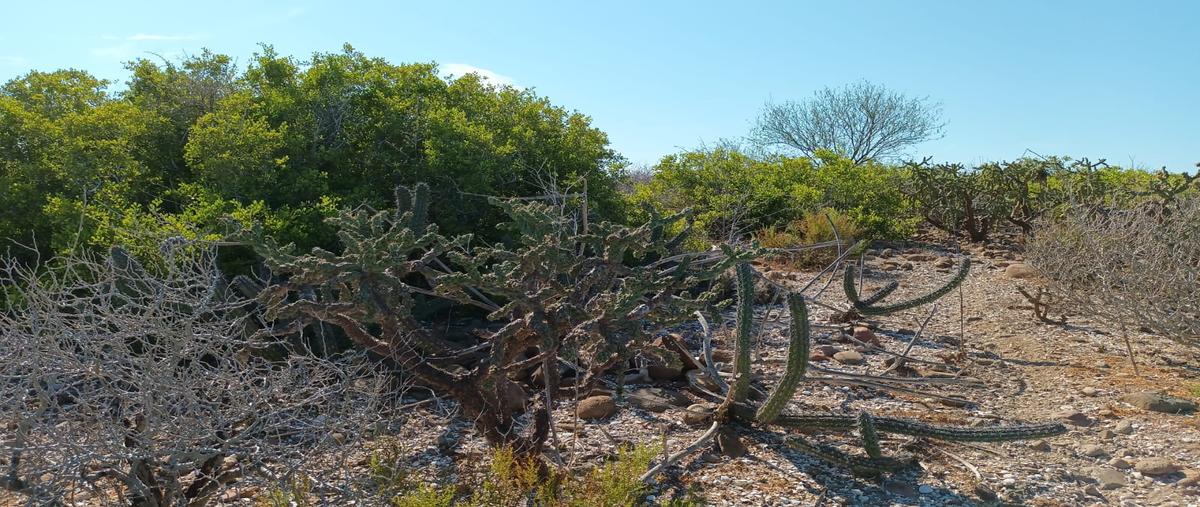Foto de terreno habitacional en venta en mulege , san lucas, mulegé, baja california sur, 31510507 No. 05