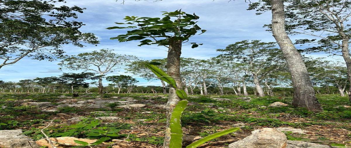 Foto de terreno habitacional en venta en  , muxupip, muxupip, yucatán, 0 No. 05