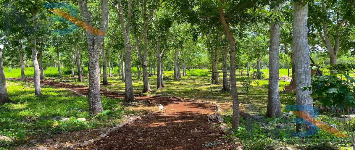 Foto de terreno habitacional en venta en  , muxupip, muxupip, yucatán, 29866967 No. 04