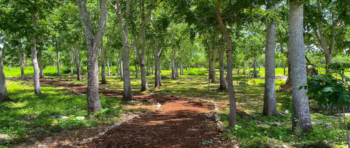 Foto de terreno habitacional en venta en  , muxupip, muxupip, yucatán, 0 No. 05