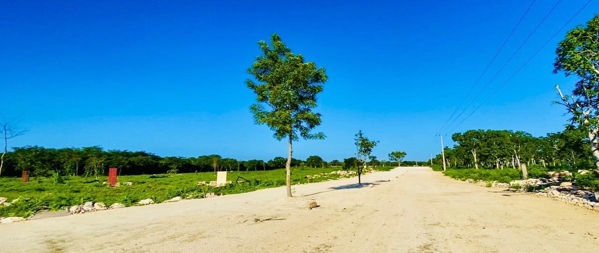 Foto de terreno habitacional en venta en muxupip whi302799, muxupip, muxupip, yucatán, 27303823 No. 03