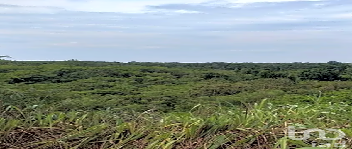 Foto de terreno comercial en n/a , el aguacate, coahuayutla de josé maría izazaga, guerrero, 0 foto 02 Foto de terreno comercial en venta en n/a , el aguacate, coahuayutla de josé maría izazaga, guerrero, 0 No. 02