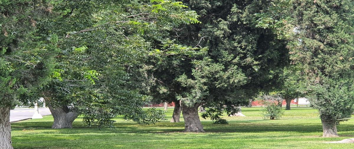 Foto de terreno habitacional en venta en  , nogalar del campestre, saltillo, coahuila de zaragoza, 30301124 No. 05