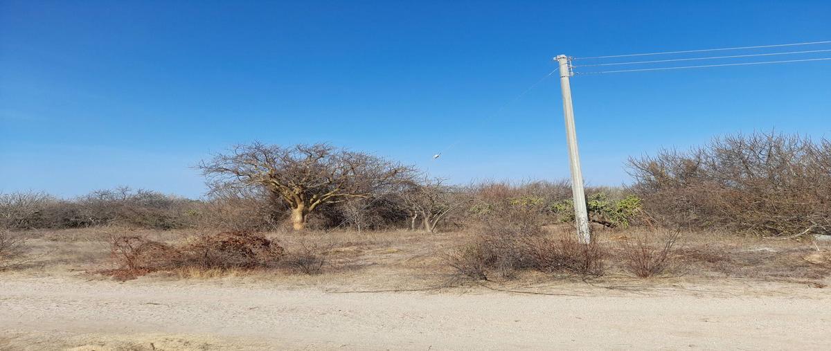 Foto de terreno habitacional en venta en novilo , cardonal, la paz, baja california sur, 27292030 No. 04