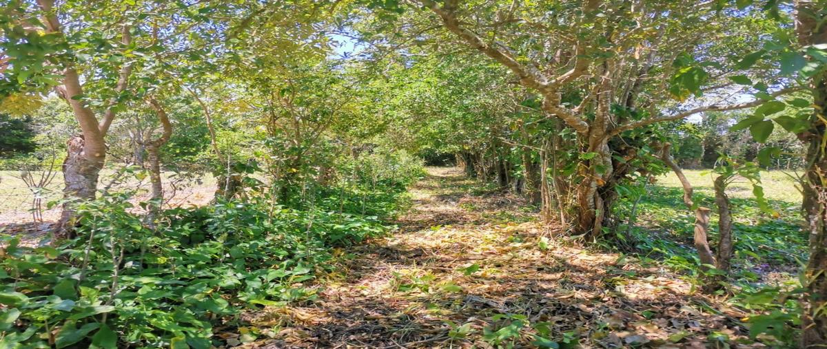 Foto de terreno habitacional en venta en  , nuevo carrizal, cosoleacaque, veracruz de ignacio de la llave, 20390706 No. 03