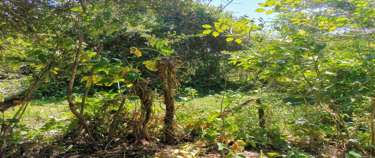 Foto de terreno habitacional en venta en  , nuevo carrizal, cosoleacaque, veracruz de ignacio de la llave, 20390706 No. 04