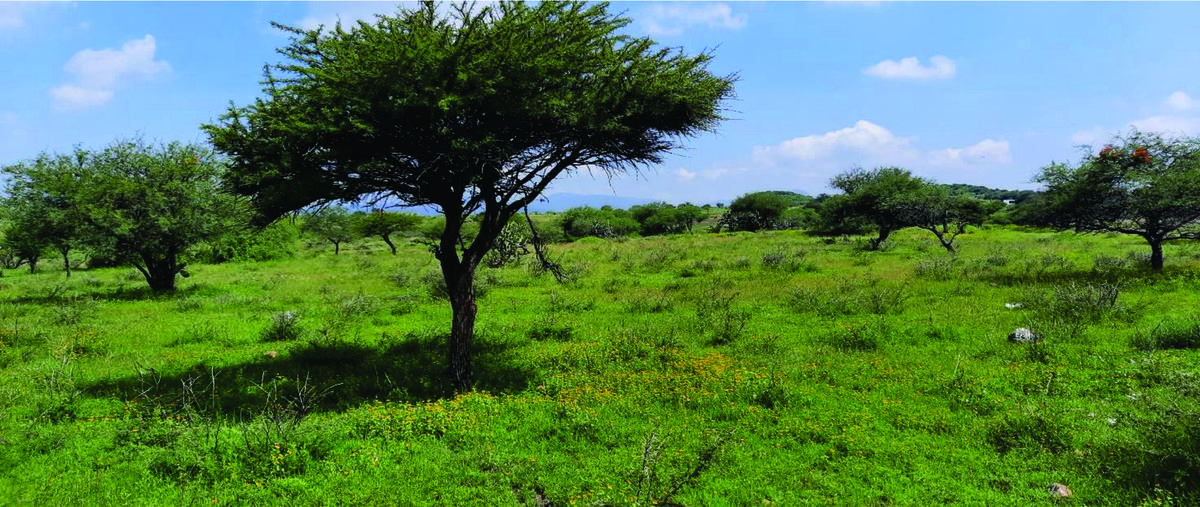 Foto de terreno habitacional en venta en  , nuevo león, león, guanajuato, 28067050 No. 03