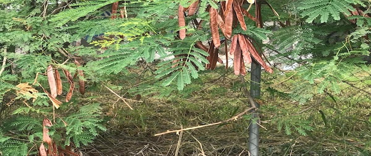 Foto de terreno habitacional en renta en  , nuevo repueblo, monterrey, nuevo león, 25944118 No. 04