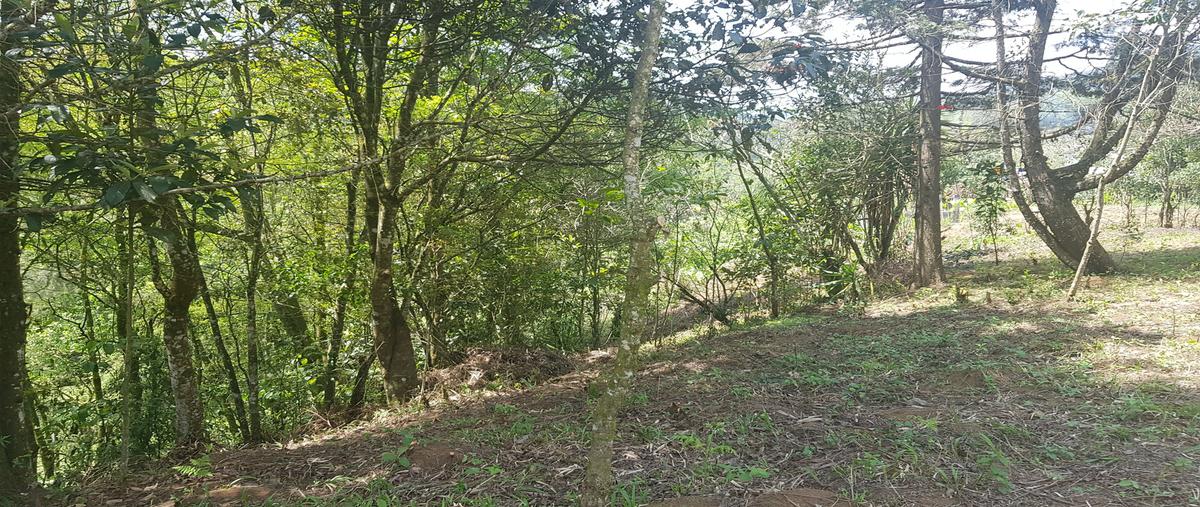 Foto de terreno habitacional en , otilpan, tlalnelhuayocan, veracruz de ignacio de la llave, 19369949 foto 02 Foto de terreno habitacional en venta en , otilpan, tlalnelhuayocan, veracruz de ignacio de la llave, 19369949 No. 02